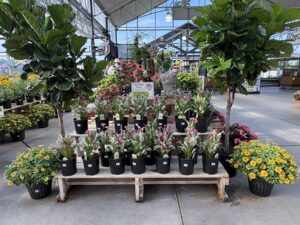 Wilson's Garden Center
