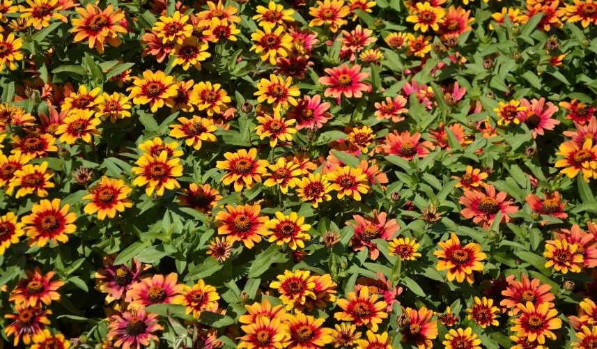 Sakata’s New Zinnia Earns Two Gold Medals