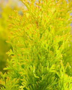 Concept Plants Thuja occidentalis ‘Sunny Smaragd’