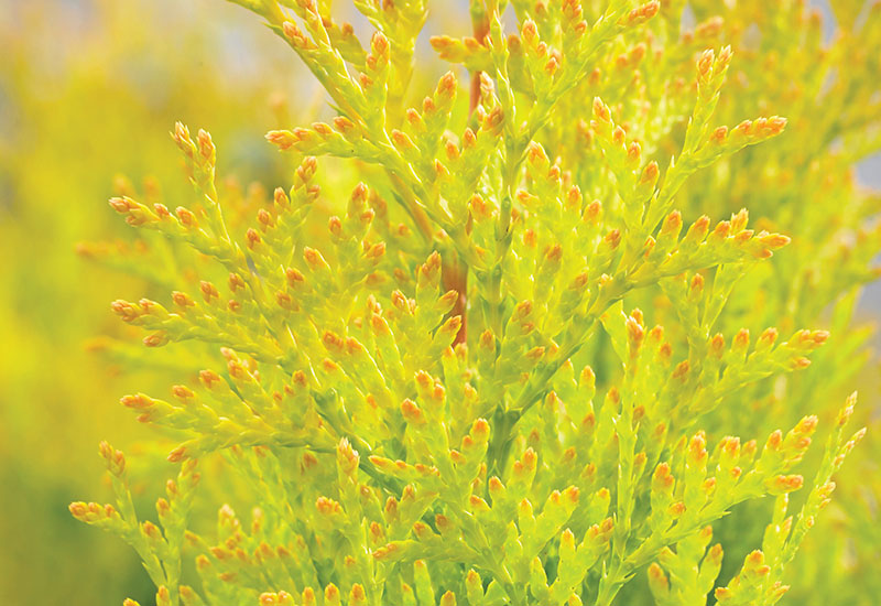 Concept Plants Thuja Sunny Smaragd 2