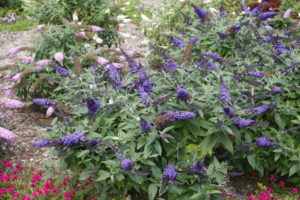 Pugster Blue butterfly bush