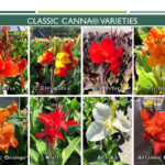 Abbott Ipco-Colorful Classic Cannas® Colorful Classic Canna collection