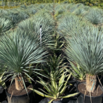 Botanics Wholesale - Yucca rostrata Collection-2