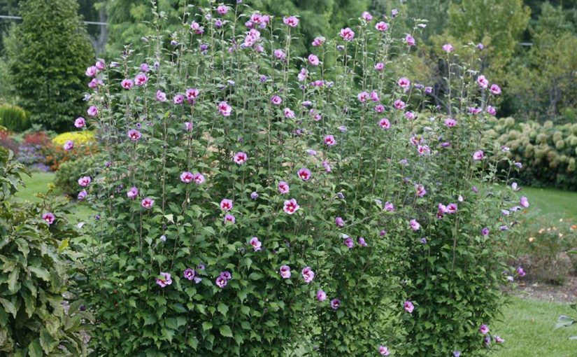Spring Meadow Rose of Sharon