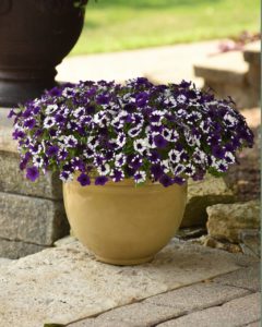 Spreading Petunia ‘Shock Wave Purple Tie Dye’, Wave