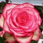 Danziger Launches Rose Collection