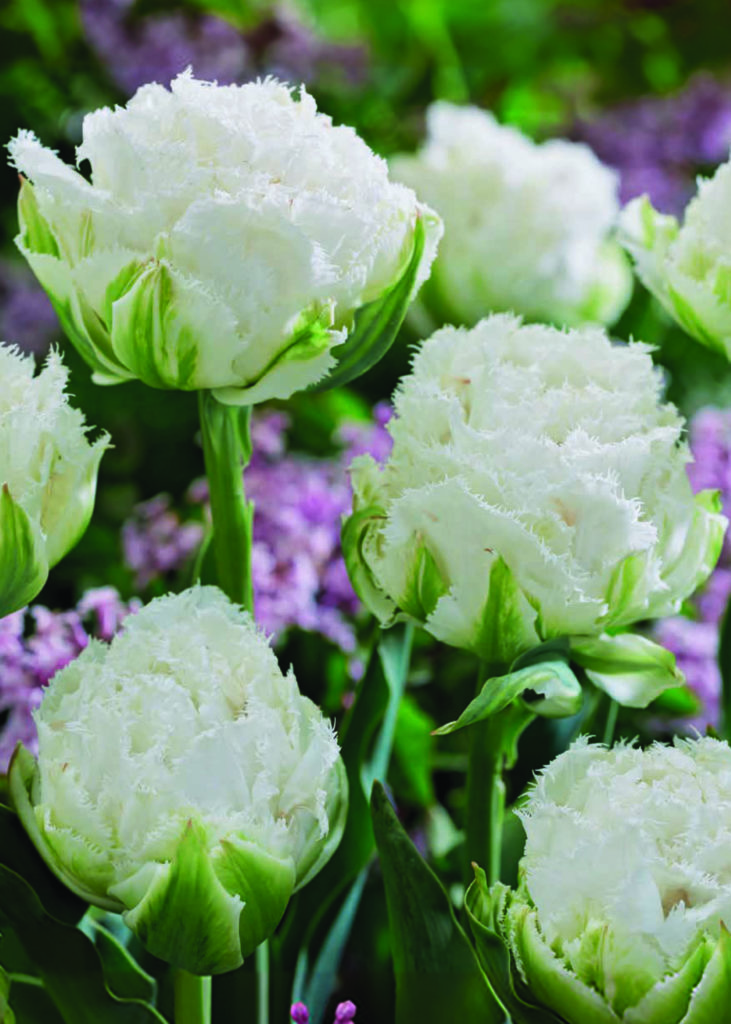 Netherland Bulb Tulip-Snow-Crystal