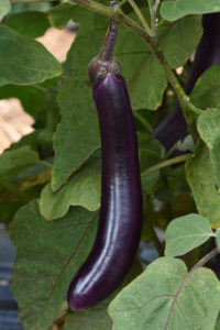 Asian Delite Eggplant Color Code: PAS Kieft 2021, #EGLP1031 Fruit, Seed 08.13.18 Elburn, Mark Widhalm EP-EGLP1031_02_02.JPG EGG18-24611.JPG