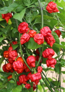 Pepper Armageddon (hot chili pepper) Burpee Exclusive BSC Photo: Tozer Seeds 09.2019 Armageddon - plants 3.JPG