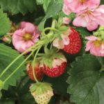 Strawberry_berried_treasure_pink (PW)-horiz