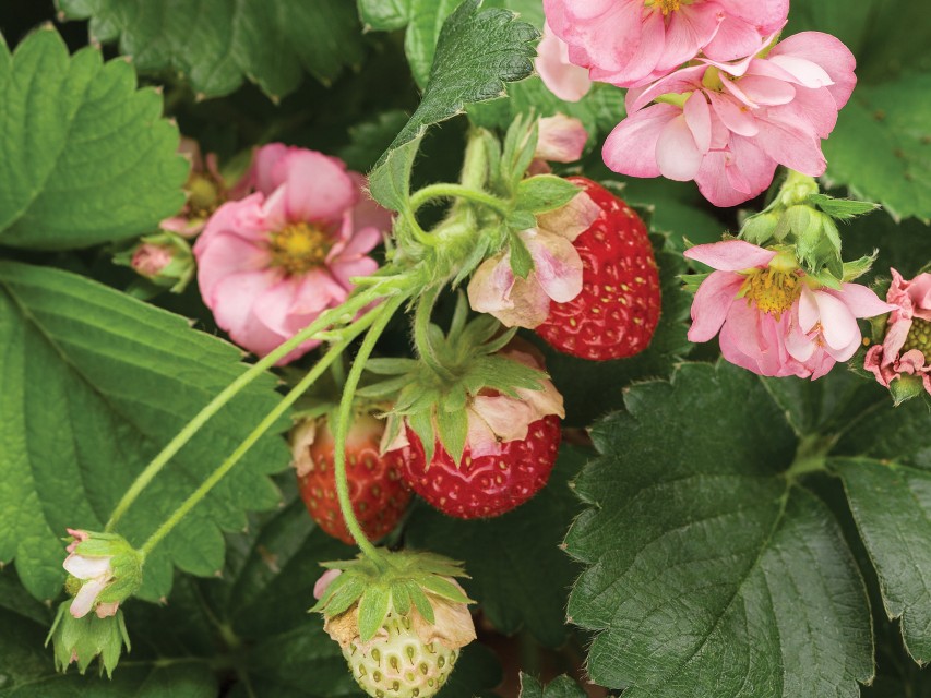 Strawberry_berried_treasure_pink (PW)-horiz