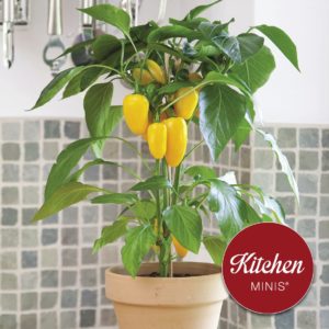 To help retail and greenhouse customers sell and raise awareness for the Kitchen Minis collection of edible potted vegetable plants, 