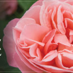 Free National Rose Month Social Media Graphics Available from Star Roses and Plants