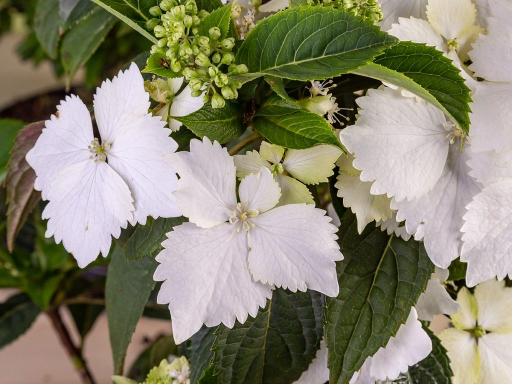 Plant Development Services to Announce New Varieties at Cultivate'21 Hydrangea Princess Bride