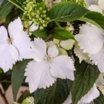Plant Development Services to Announce New Varieties at Cultivate'21 Hydrangea Princess Bride
