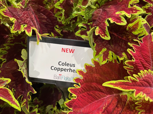 Ball FloraPlant Coleus 'Copperhead'