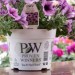 Proven Winners Pleasant View Complete Package Container