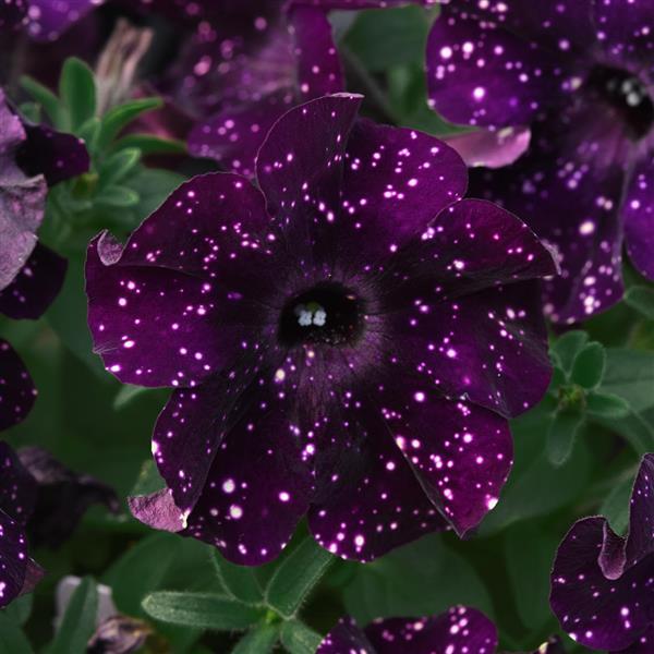 SelectaOne Petunia Starlet Midnight Sky-flower
