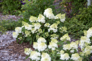 Bailey Nurseries Panicle Hydrangea Little Hottie