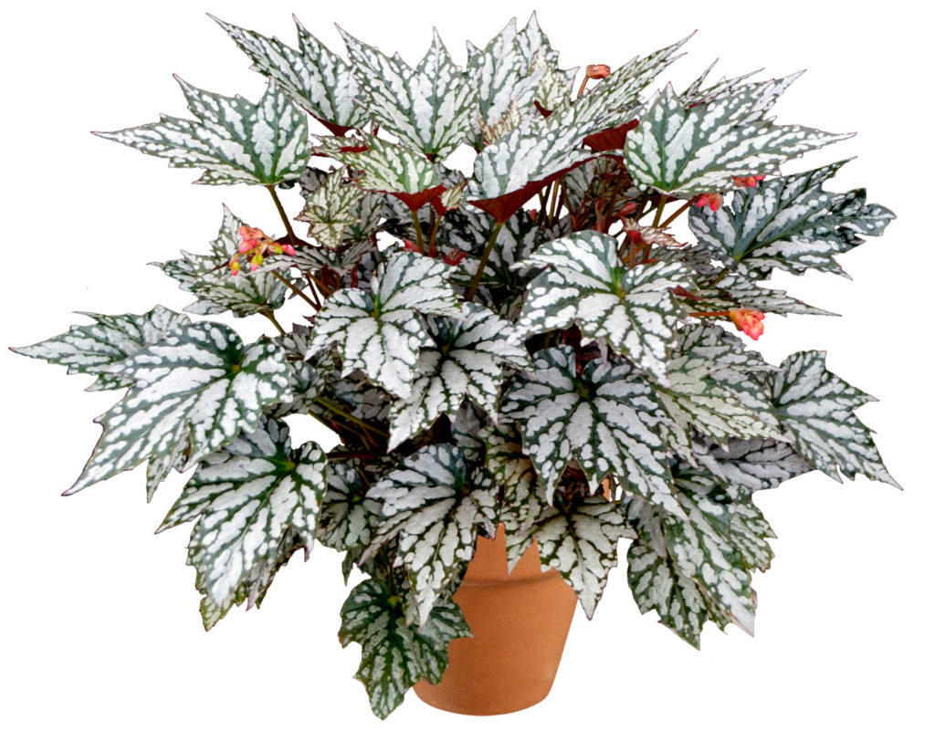 Begonia 'Holiday Jolly Holly'