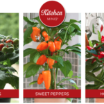 PanAmerican Seed to Promote Kitchen Minis on New Consumer Website