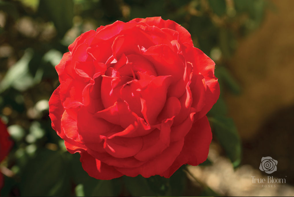 Altman Plants Announces National Retail Availability of Rose Collection True Passion