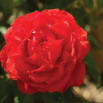 Altman Plants Announces National Retail Availability of Rose Collection True Passion