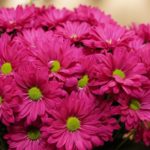 Danziger Chrysanthemum Named Best in Show in SAF Outstanding Varieties Competition