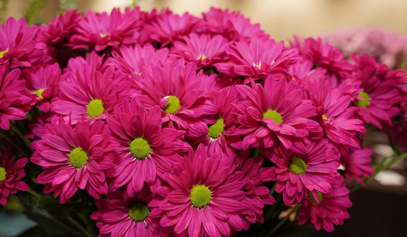 Danziger Chrysanthemum Named Best in Show in SAF Outstanding Varieties Competition