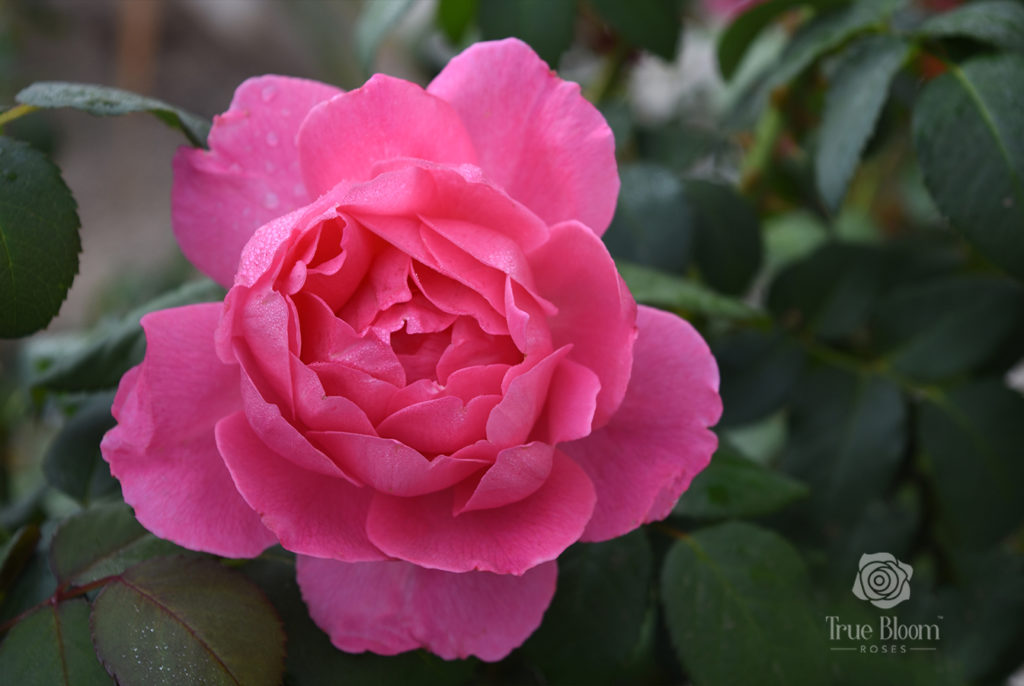 True Bloom Roses True Inspiration 2