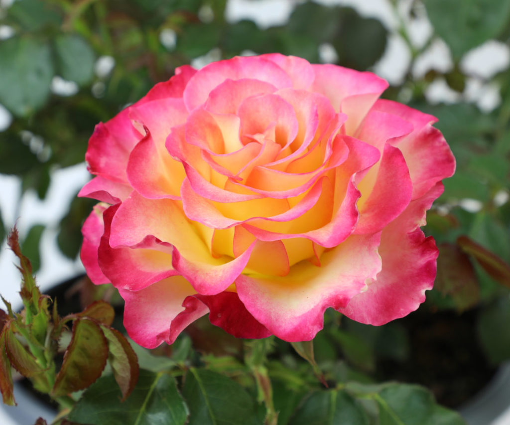 True Bloom Roses True Sincerity 2