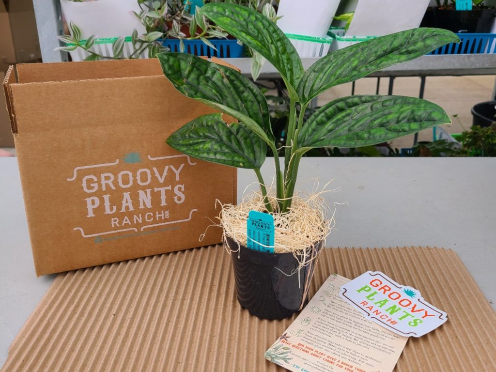 Groovy Plants Ranch plant and box