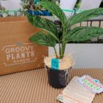Groovy Plants Ranch plant and box