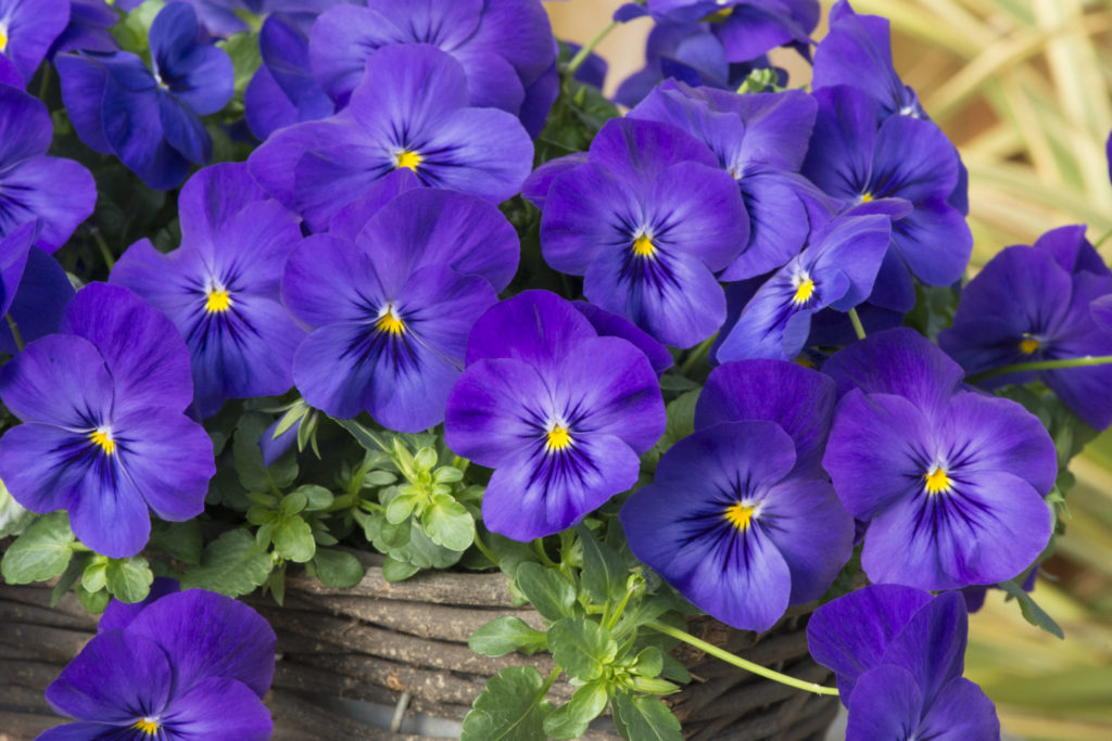 PanAmerican Seed Announces Early-Release Seed Introductions for 2023 Pansy Cool Wave-Blue