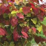 ‘Flame Thrower’ Cercis Wins 2021 Chelsea Plant of the Year