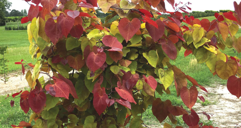 ‘Flame Thrower’ Cercis Wins 2021 Chelsea Plant of the Year