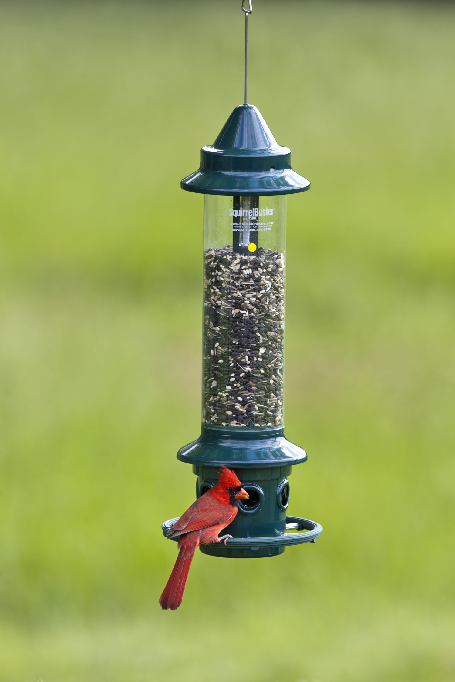 BROME BIRD CARE Bird feeder