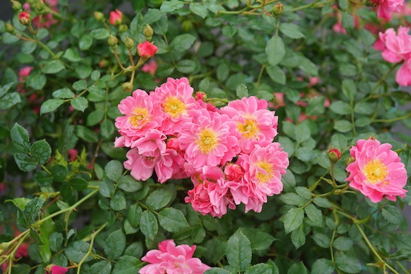 Proven Winners ColorChoice Rose Receives Honors