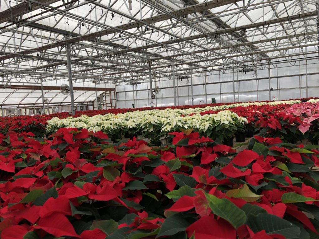 Christmas Classics Poinsettias continue to be big business (both at retail and for fundraisers) for Wallace’s. This year they grew more than 9,300 cuttings of all shapes, sizes, colors and price points in a 20,000 sq. ft. greenhouse. 