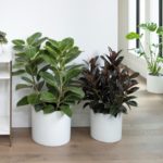 Monrovia Introduces High-Impact Houseplant Collection Ficus altissima 'Variegata' - 44590 Ficus elastica
