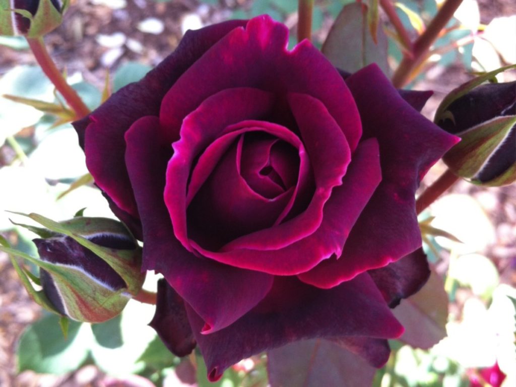 Skagit Horticulture to Offer Brindabella Roses Crimson Knight