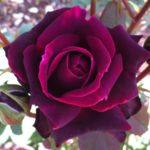 Skagit Horticulture to Offer Brindabella Roses Crimson Knight