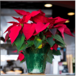 NGB Helps Educate Millions of Consumers on Poinsettias