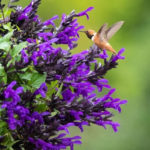 Salvia ‘Hummingbird Falls' Plant Haven