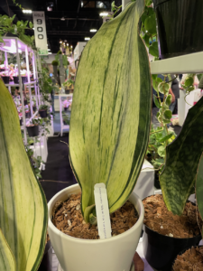 TPIE2022-Aroid Greenhouses-Sansevieria 'Whale Fin' variegated