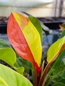 TPIE2022-R&D Nurseries-Philodendron 'Red Moon'