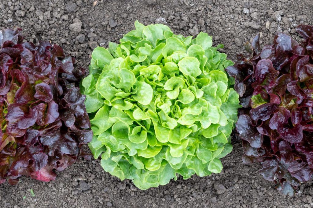 Bauer 2022 Is the Year of the Salad Greens