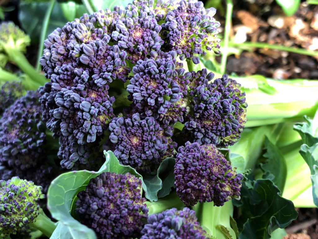 Botanical Interests broccoli-burgundy_2019_KR-6
