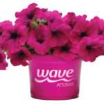 Wave Petunias Relaunches Website Wave-pot-WavePurple