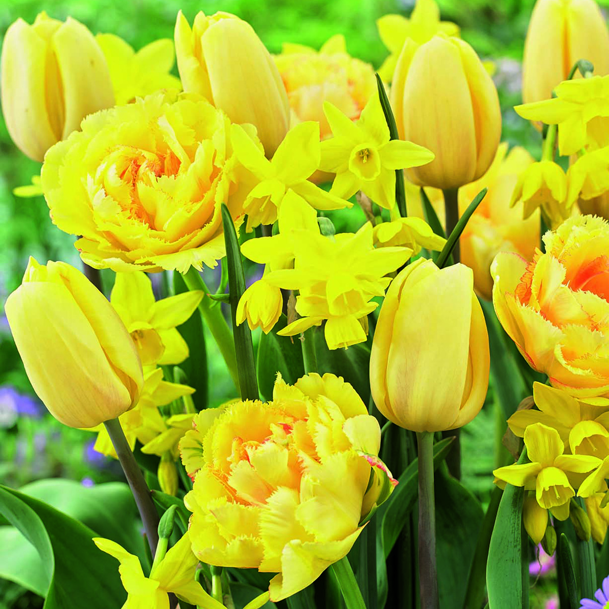 Netherland Bulb Spring flower mix
